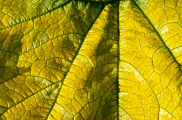Close up on yellow Zuchinni leaf. Large yellow zucchini leaf texture