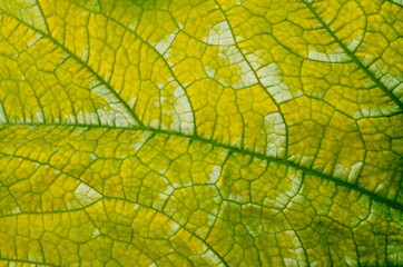 Naklejka na ściany i meble Close up on yellow Zuchinni leaf. Large yellow zucchini leaf texture