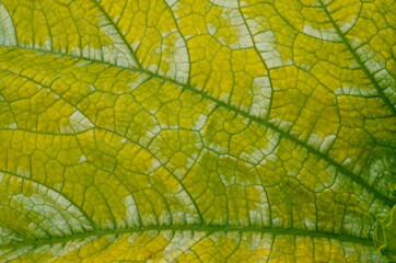 Close up on yellow Zuchinni leaf. Large yellow zucchini leaf texture
