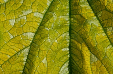 Naklejka na ściany i meble Close up on yellow Zuchinni leaf. Large yellow zucchini leaf texture