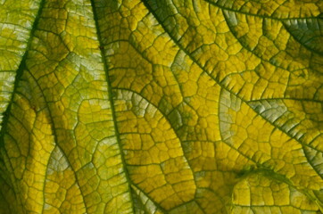 Naklejka na ściany i meble Close up on yellow Zuchinni leaf. Large yellow zucchini leaf texture