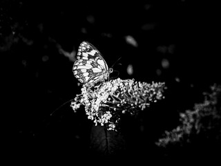 Butterfly "Melanargia Galathea"
