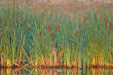 Dense thickets of cattail on the shore of a small lake. Landscape shot at golden morning hour with...