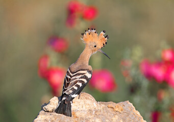 Single and group shots of Amazing Eurasian hoopoe bird (Upupa epops). Birds shot in soft morning light in a natural habitat on a beautiful background.