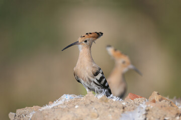 Single and group shots of Amazing Eurasian hoopoe bird (Upupa epops). Birds shot in soft morning light in a natural habitat on a beautiful background.
