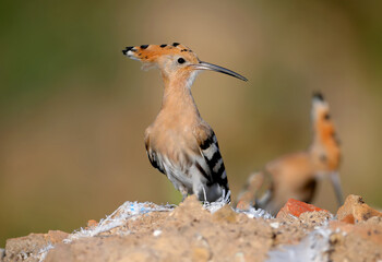 Single and group shots of Amazing Eurasian hoopoe bird (Upupa epops). Birds shot in soft morning light in a natural habitat on a beautiful background.