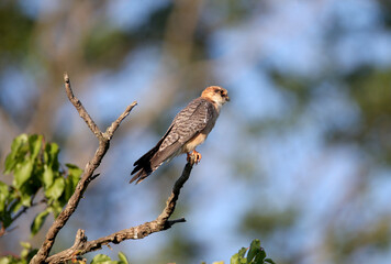Young red-footed falcon photographed close-up in soft evening light in a variety of poses on dry tree branches