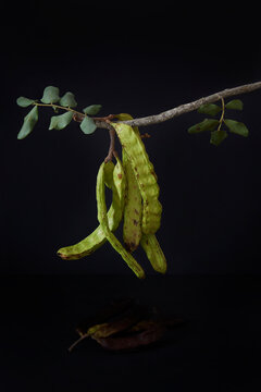 In the foreground, carob pods, hanging on a twig. All on black background. Montuiri, Mallorca, Spain