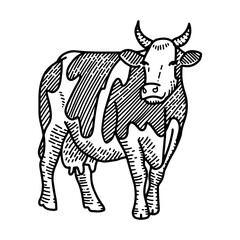 Vector engraving illustration of hand drawn spotted cow, isolated on white background. Farm animal with horns sketch.