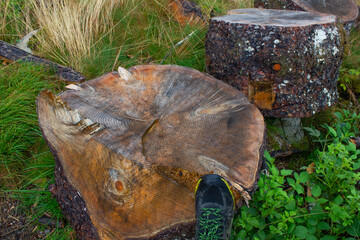 A foot in a sneaker stands on a huge stump in the forest