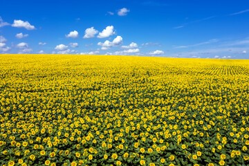 Obraz premium Sunflower field to horizon blue sky aerial view.