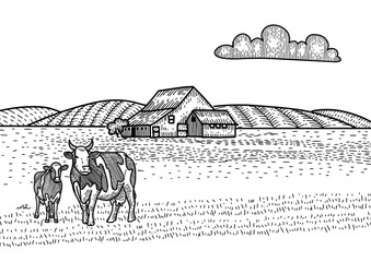 Cow and calf grazing on meadow. Farm Barn on the background. Hand drawn sketch illustration in engraving style. Countryside landscape. © LanaSham