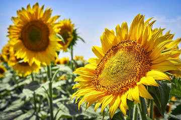 banner summertime blue sky clouds flower sunflower
