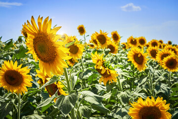 banner summertime blue sky clouds flower sunflower
