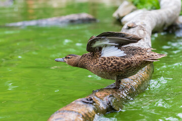 The duck stands on a wooden log that leads just above the water