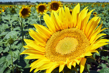 banner summertime blue sky clouds flower sunflower