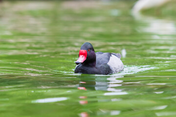 A black duck with a red beak swims on the water