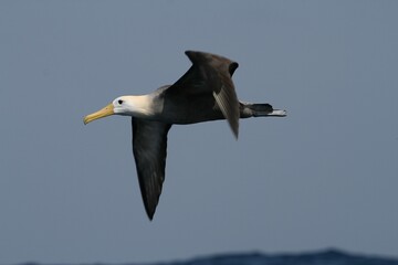 Fototapeta na wymiar Waved Albatross