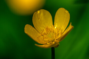 yellow flower macro