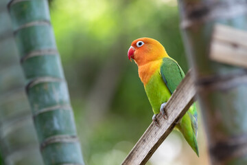 Sun Conure on bamboo branch. little parrot.