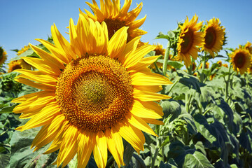 Naklejka premium banner summertime blue sky clouds flower sunflower