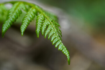 close up of fern leaf