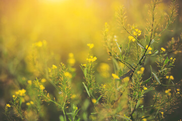 On thin stems grow small bright yellow flowers of rapeseed, illuminated by sunlight on a summer day.