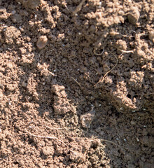 A group of ants that take care of the eggs in their nest