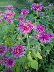 Obraz premium pink flowers in the garden