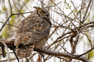 Great-horned Owl