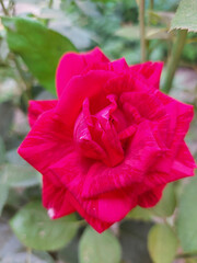 Beautiful red rose on the green background of leaves in the yard garden.