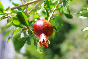 natural red fruit pomegranate on background of green leaves