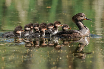 Hooded-Mergansers