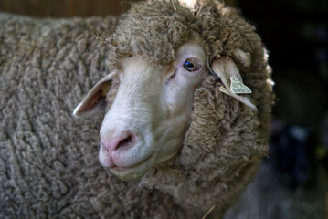 portrait of a white sheep