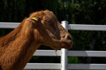 portrait of a brown goat