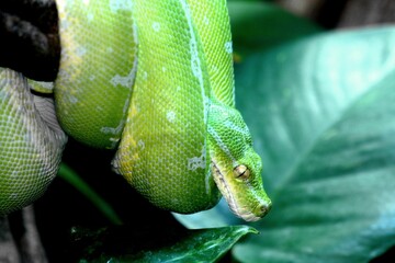 Grüner Baumpython im Terrarium in Deutschland. 