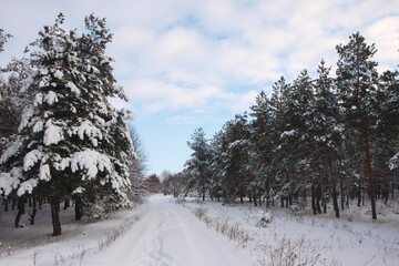 Obraz premium Winter landscape
