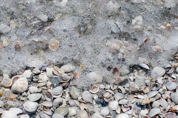 Seashells in water in Dunedin Honeymoon Island