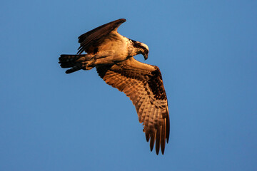 Sunrise Osprey