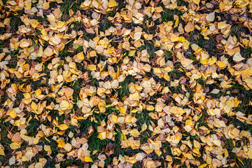 Background from autumn