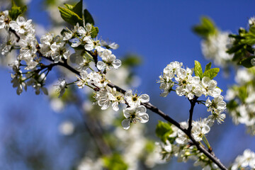 Beautiful spring blossoming plum tree