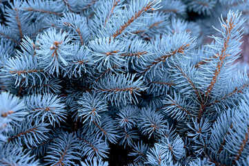 Naklejka na ściany i meble Blue spruce branches. Photos natural background. Christmas tree representative of the genus Spruce from the Pine family. Selective focus. 