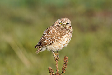 Burrowing Owl Perch