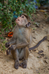 monkey in sri lanka