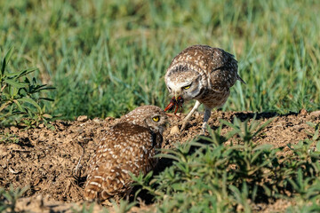 Burrowing Owls