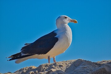 seagull in the beach