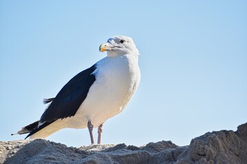 seagull in the beach