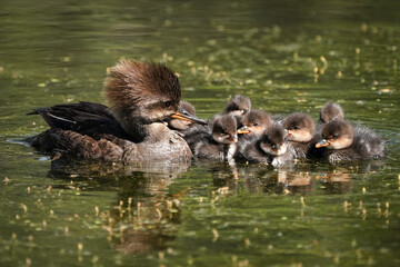 Mergansers - Family