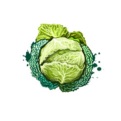 Digital art Kale or leaf cabbage, Brassica oleracea drawing isolated on white background. Organic healthy food. Green vegetable. Hand drawn plant closeup. Clip art illustration. Graphic design element