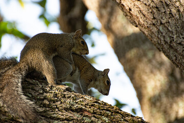Squirrels